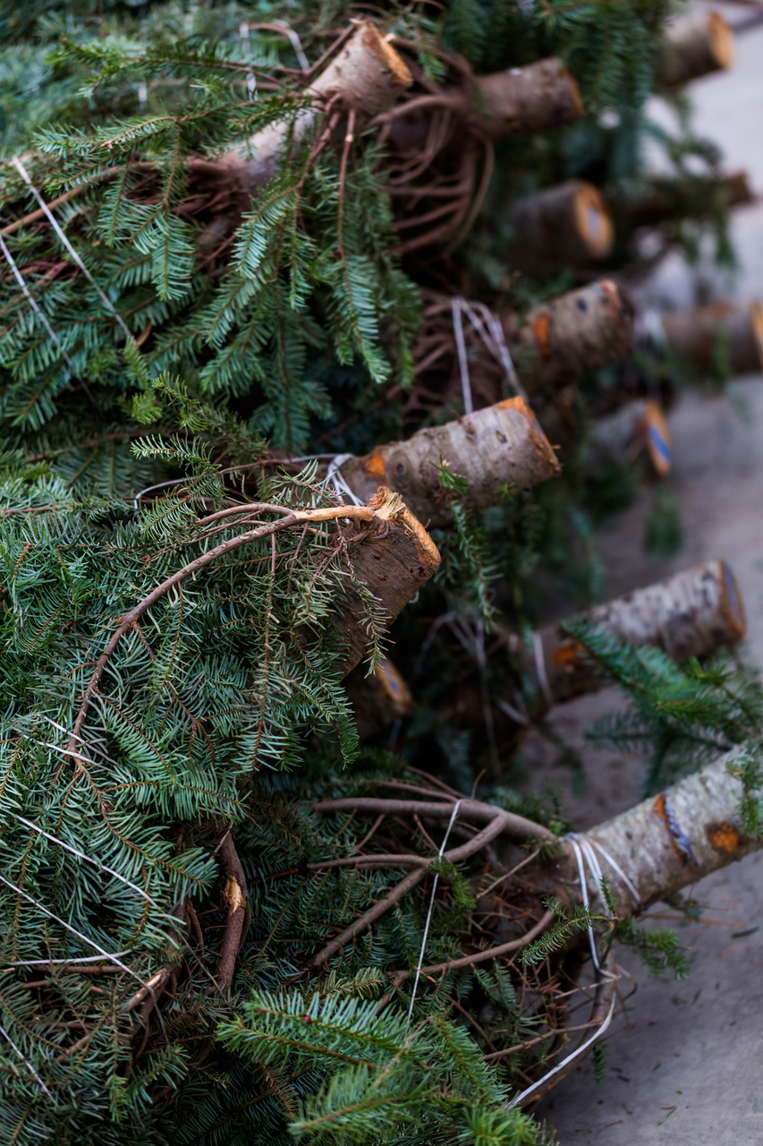 How to Care for Your Christmas Tree