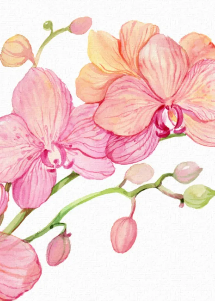 Mother's Day Orchid card inside left