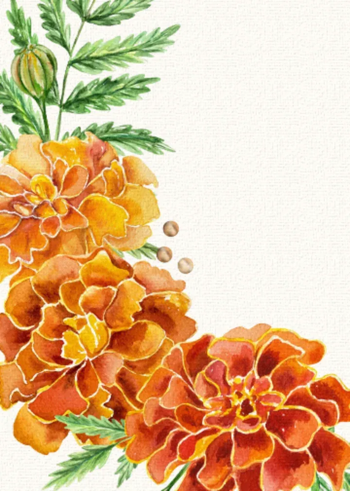 Marigold Border card inside left